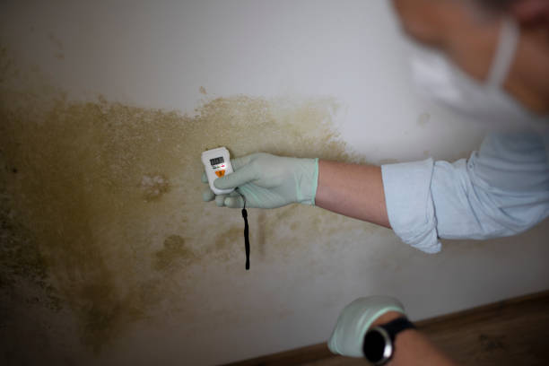 Best Insurance-Related Mold Remediation in Fort Llins, CO