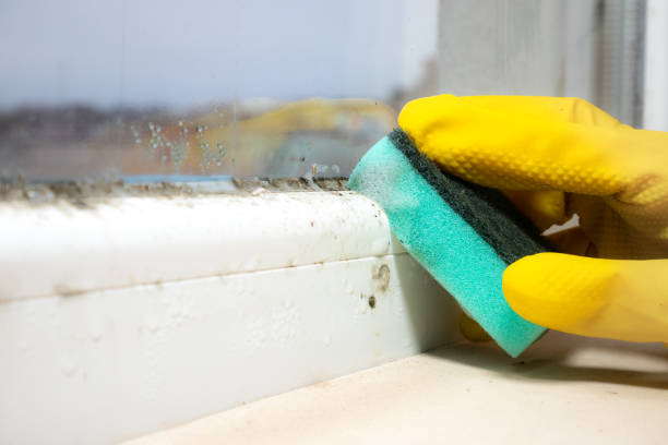 Best Commercial Mold Remediation in Fort Llins, CO