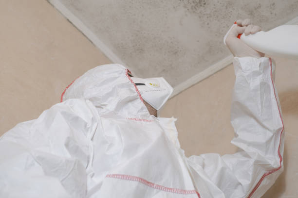 Best Black Mold Remediation in Fort Llins, CO