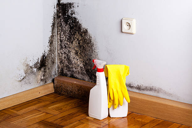 Best Health and Safety Mold Remediation in Fort Llins, CO